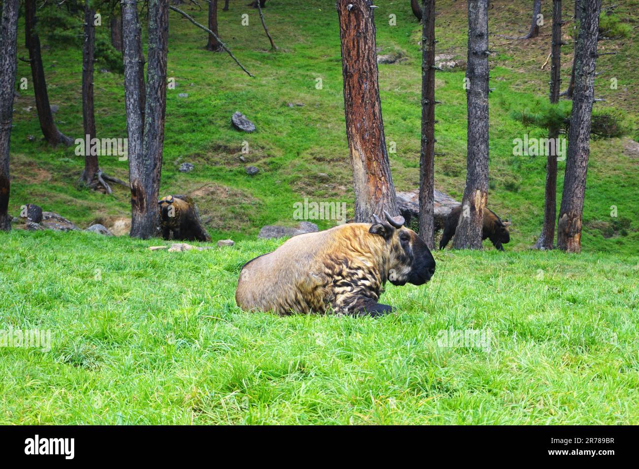 A mature Takin, Bhutan's national animal, lounges in the grass while others graze behind at the Motithang Royal Takin Preserve, Thimphu, Bhutan. Stock Photo