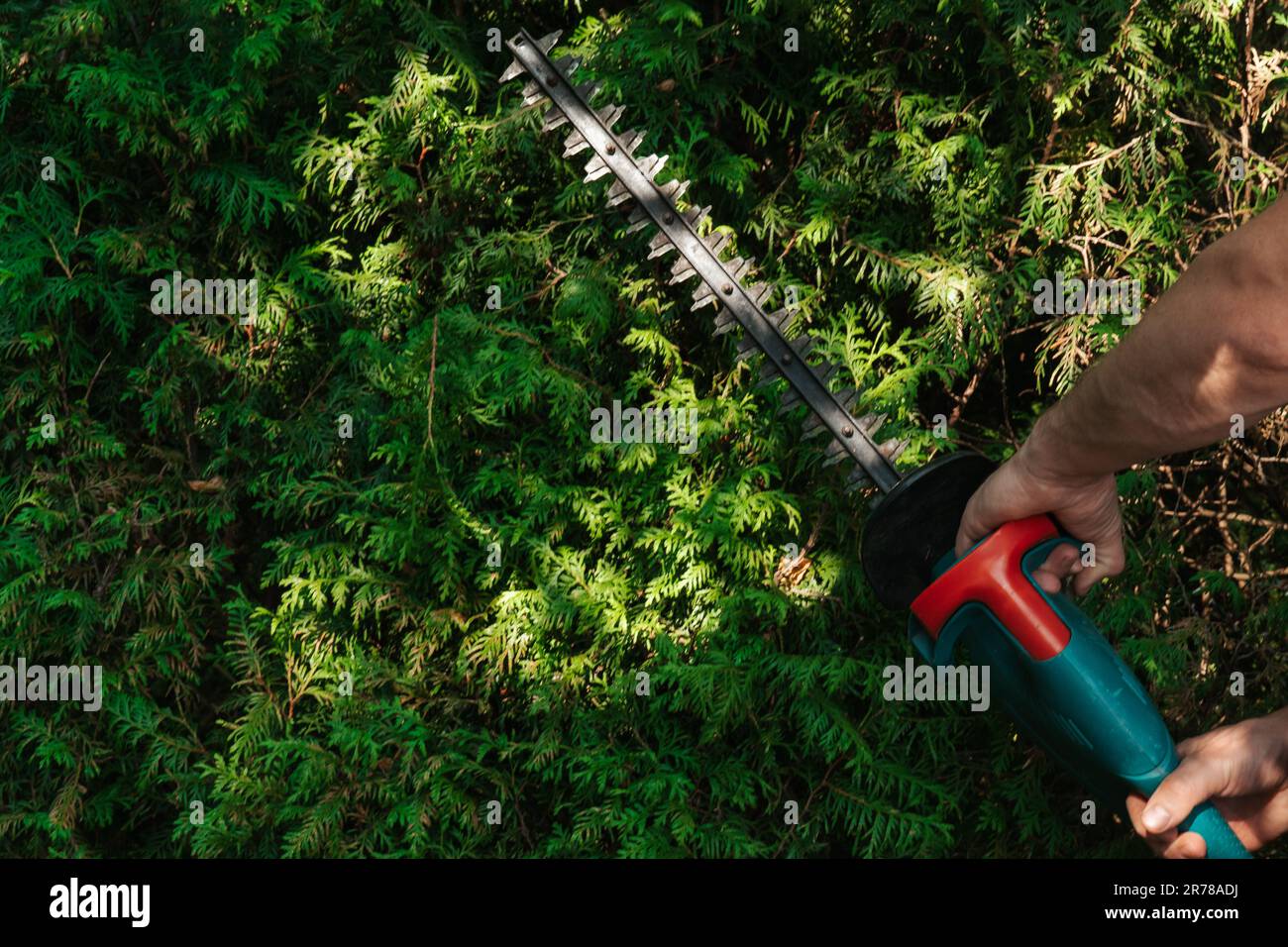 hedge formation.Brush cutter in hands on thuja brabant background in a sunny summer green garden.Garden tools and accessories.Plant pruning.Gardening Stock Photo