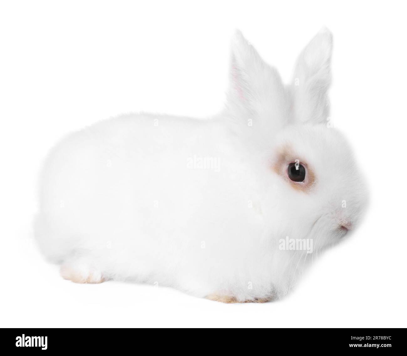 Fluffy rabbit on white background. Cute pet Stock Photo - Alamy