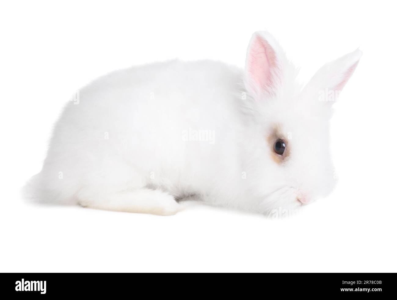 Fluffy rabbit on white background. Cute pet Stock Photo - Alamy