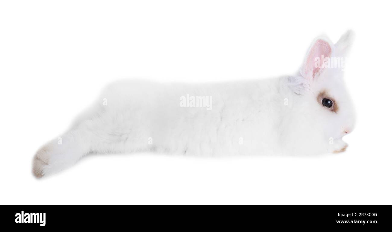 Fluffy rabbit on white background. Cute pet Stock Photo - Alamy