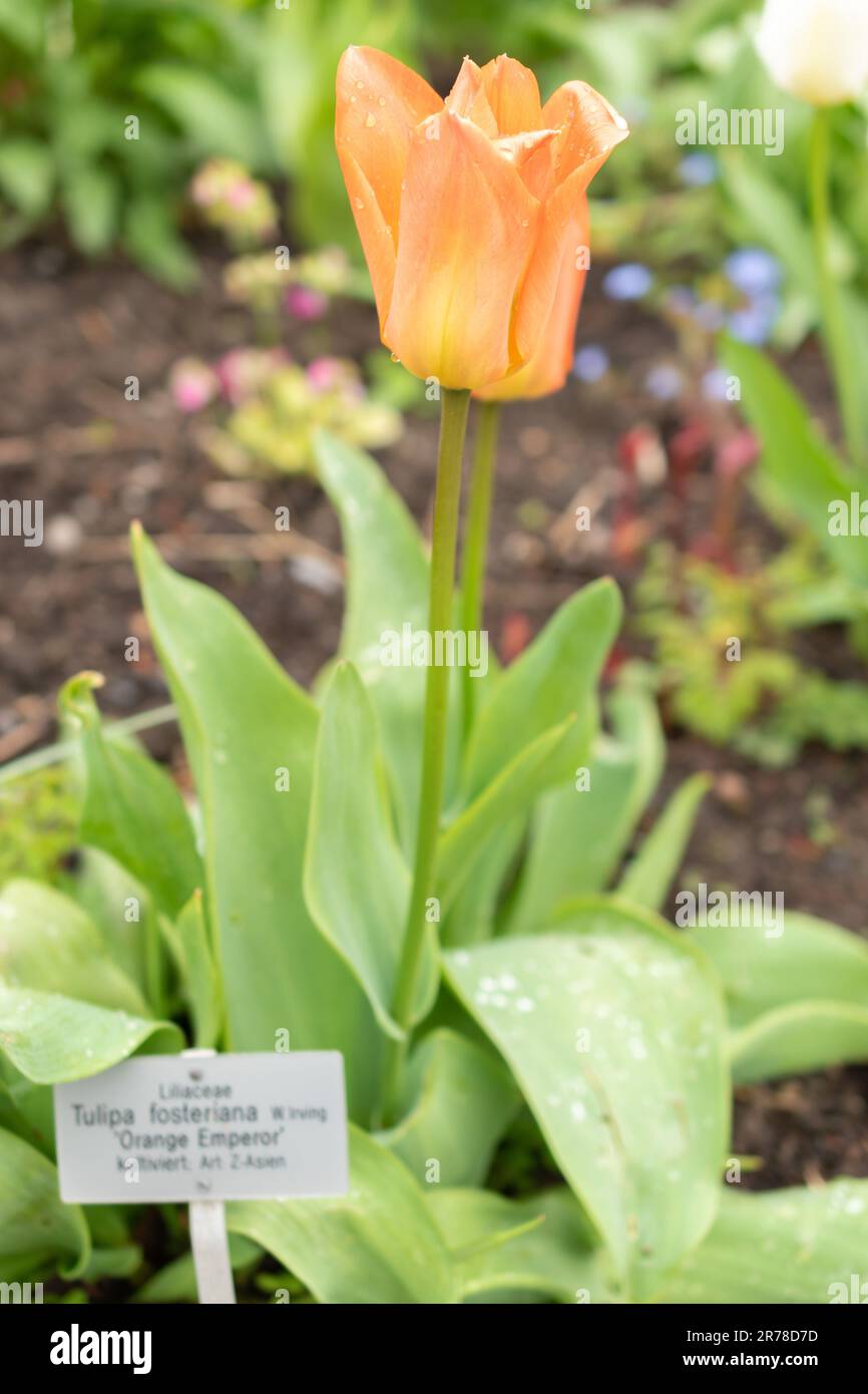 Zurich, Switzerland, April 20, 2023 Tulipa Fosteriana or orange emperor at the botanical garden Stock Photo