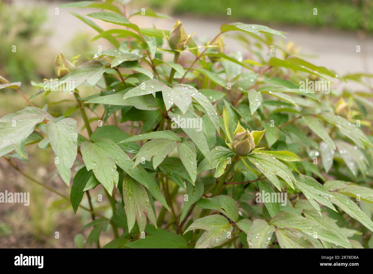 Zurich, Switzerland, April 20, 2023 Paeonia X Suffruticosa or Hedgerow rose at the botanical garden Stock Photo
