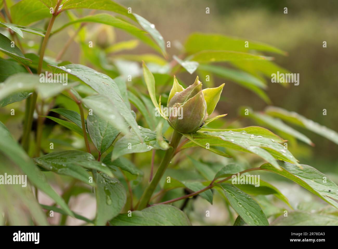 Zurich, Switzerland, April 20, 2023 Paeonia X Suffruticosa or Hedgerow rose at the botanical garden Stock Photo