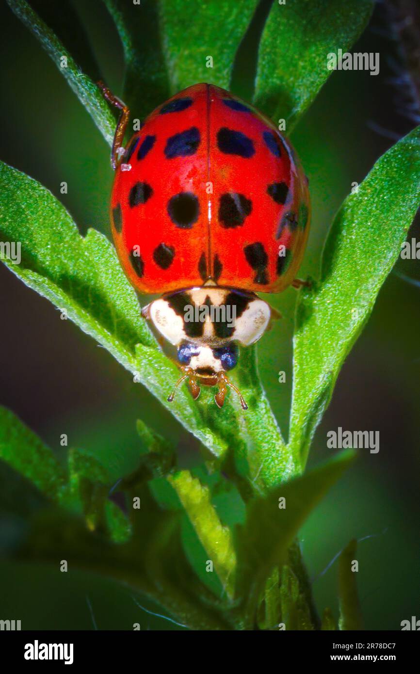 An asian lady beetle explores a plant in the Florida Everglades. These are often mistaken for ladybugs due to their very similar appearance. Stock Photo
