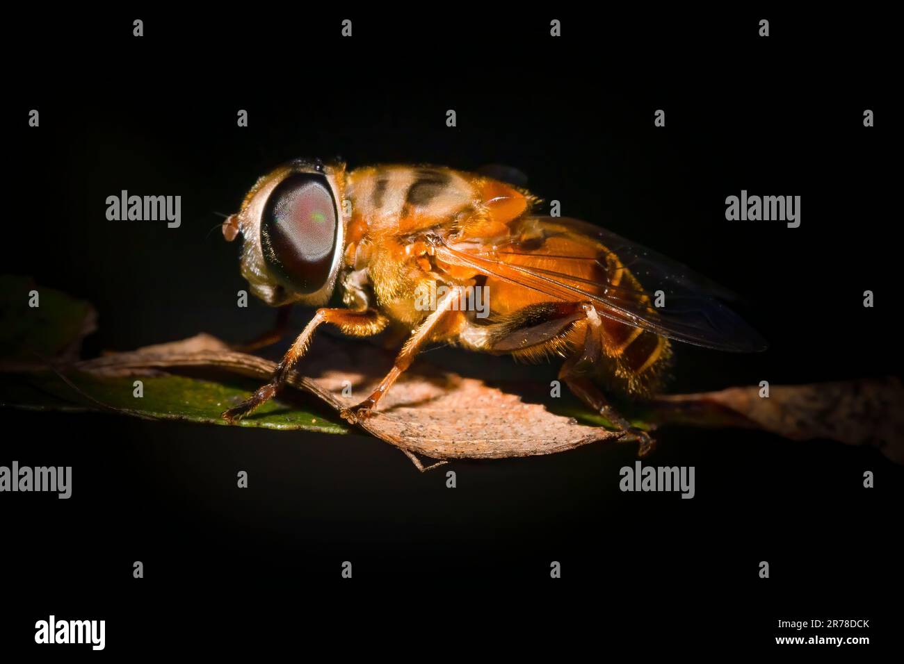 A drone fly perches on a plant in the Florida Everglades. These flies are often mistaken for honey bees due to their similar appearance and behavior. Stock Photo