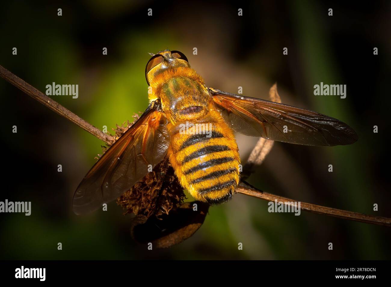 A drone fly gets ready to take flight in the Florida Everglades. This fly is actually a honey bee mimic and is often mistaken for one. Stock Photo