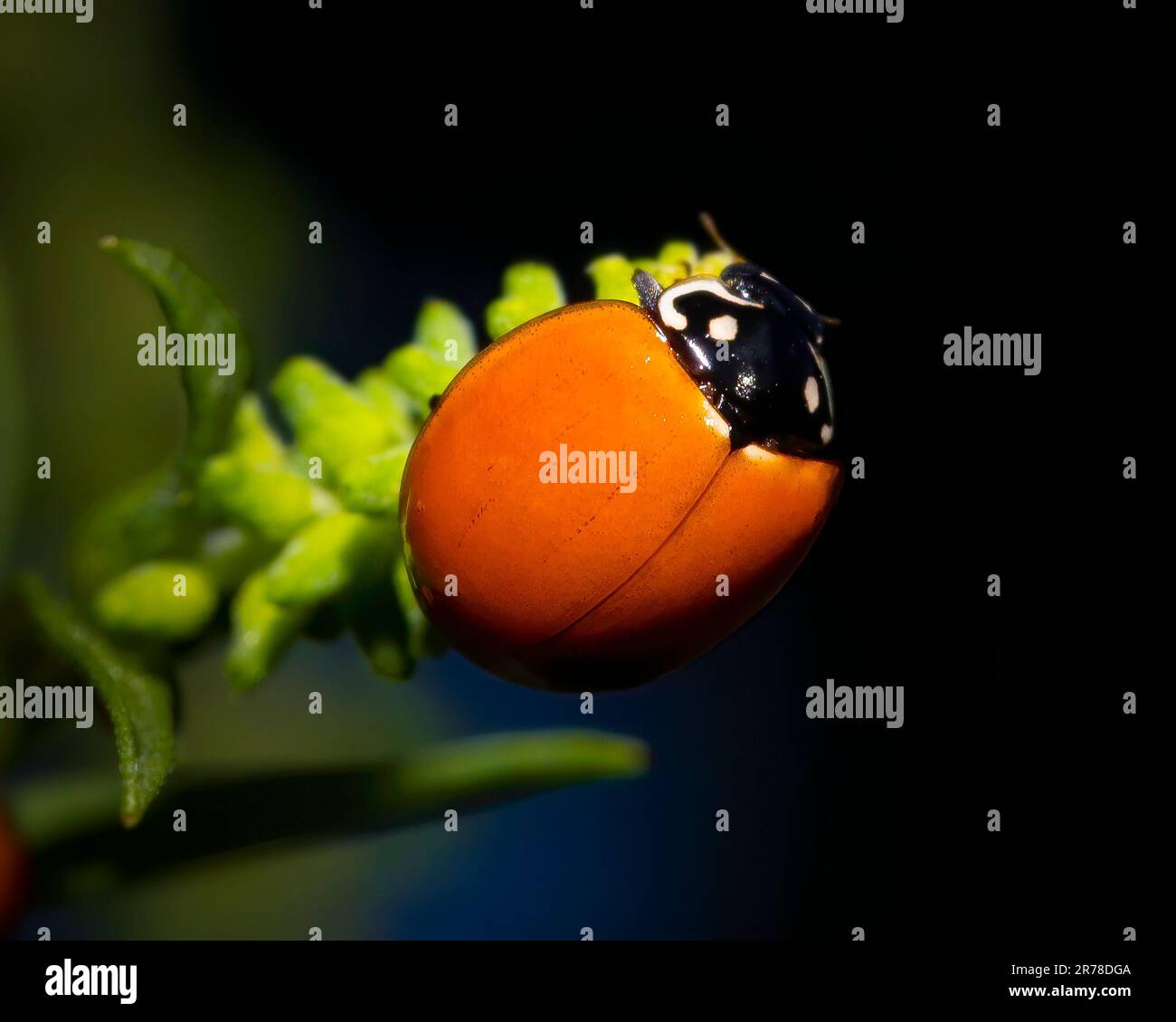 A pair of ladybugs doing the deed in the Florida Everglades. Stock Photo