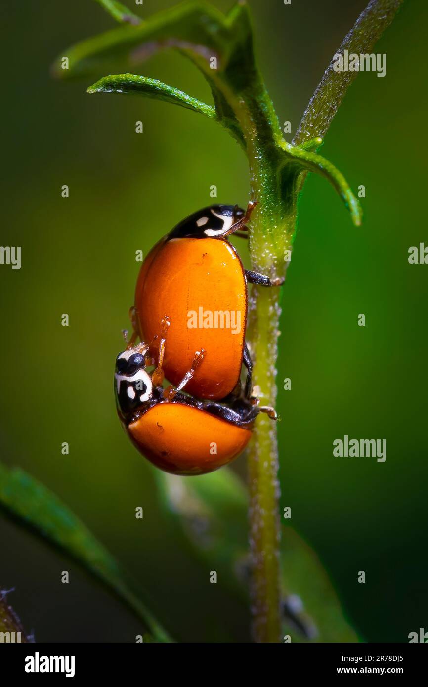 A pair of ladybugs mate on the stem of a small plant in the Florida