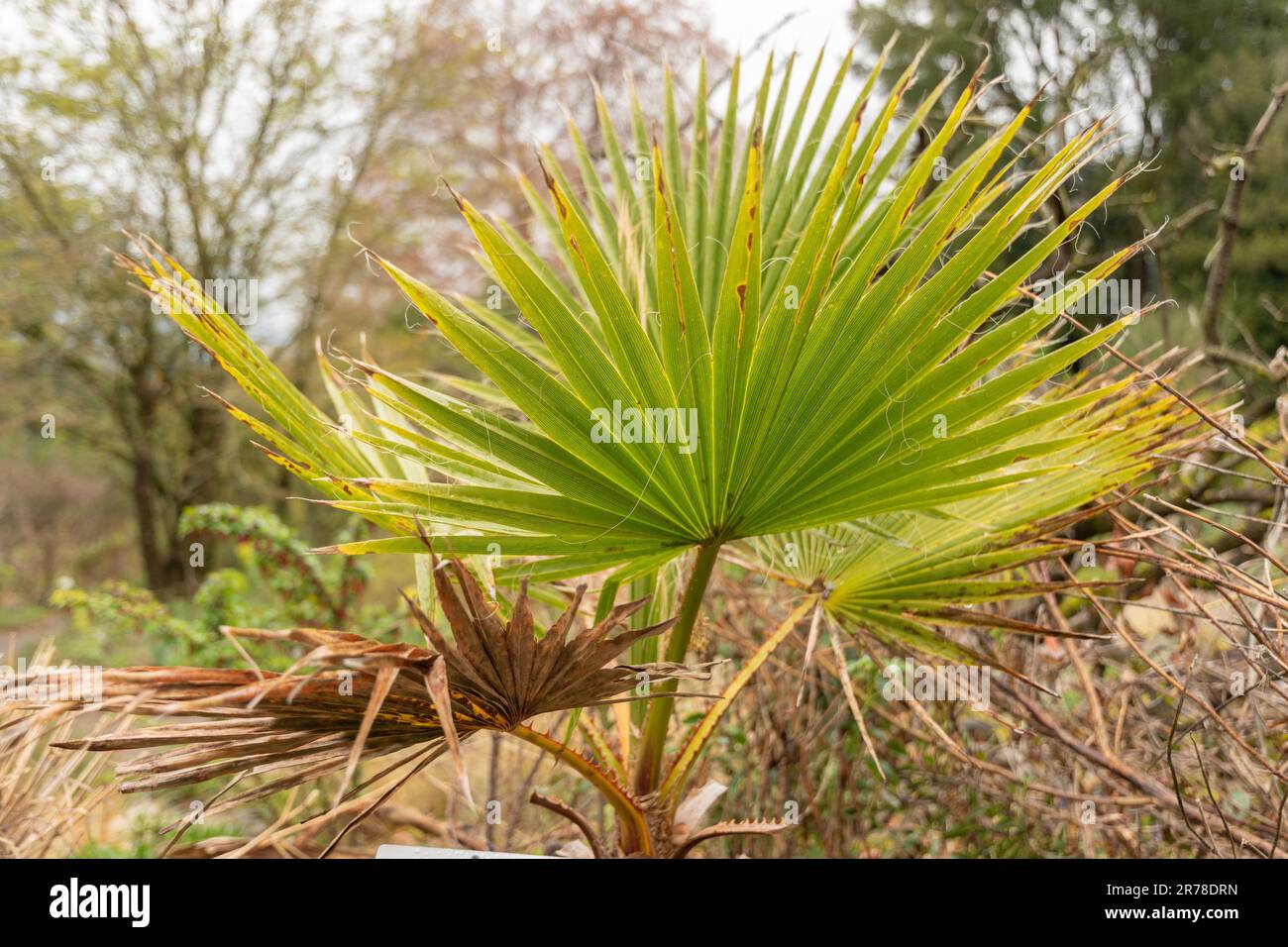 Fan palm seed hi-res stock photography and images - Alamy