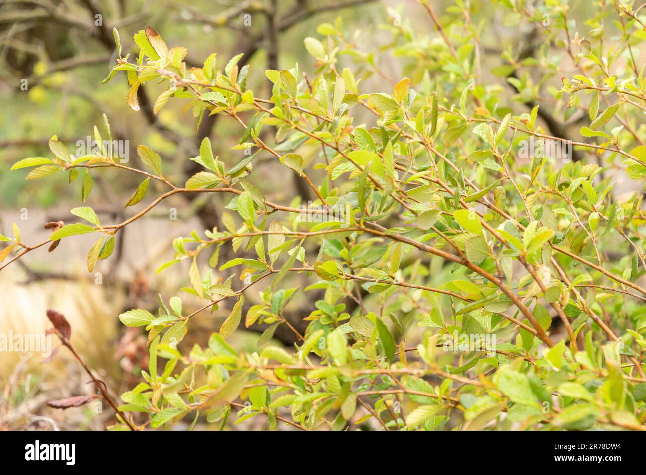 Mountain mahogany hi-res stock photography and images - Alamy