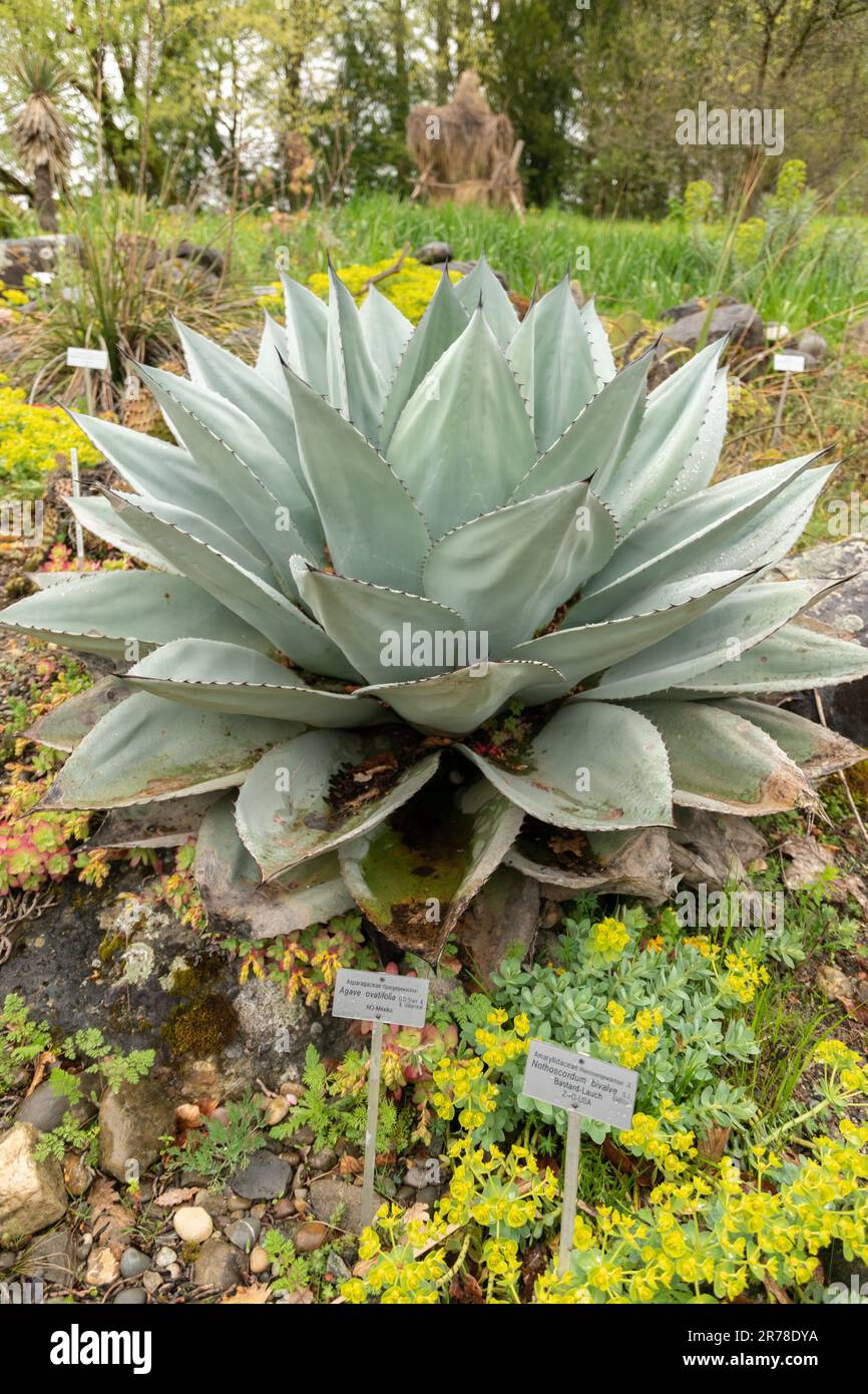 Zurich, Switzerland, April 20, 2023 Agave Ovatifolia or whales tongue agave  at the botanical garden Stock Photo - Alamy