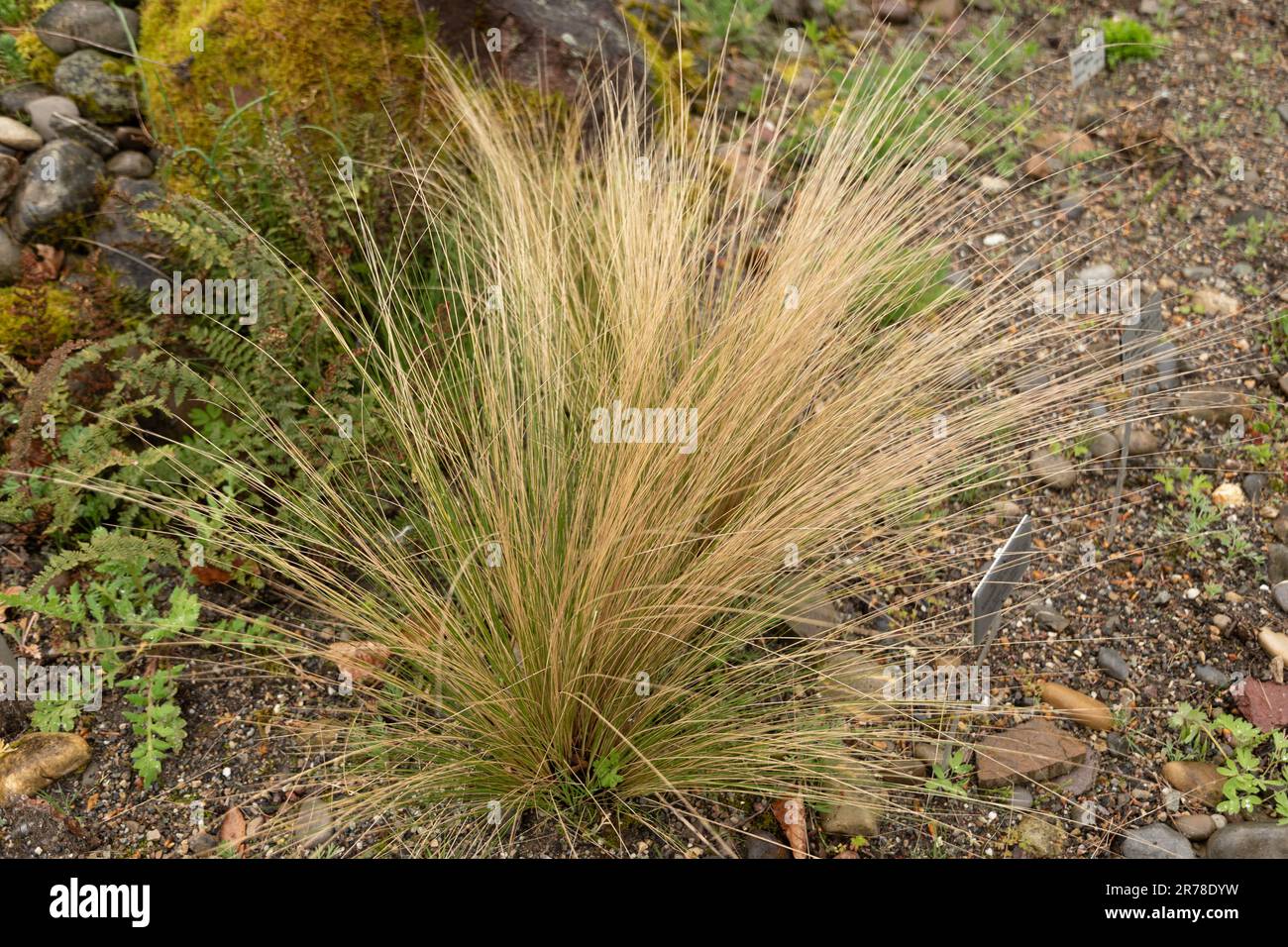 Zurich, Switzerland, April 20, 2023 Nassella Tenuissima or argentina needle grass at the botanical garden Stock Photo