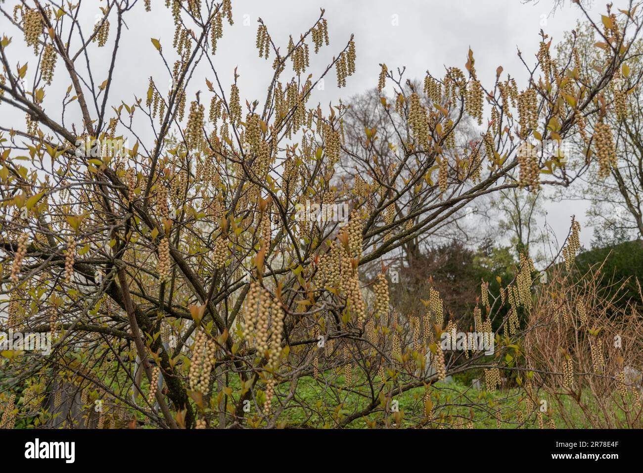 Zurich, Switzerland, April 20, 2023 Stachyurus Praecox or spiketail tree at the botanical garden Stock Photo