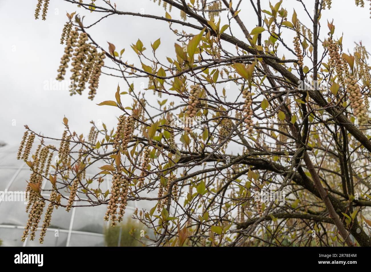 Zurich, Switzerland, April 20, 2023 Stachyurus Praecox or spiketail tree at the botanical garden Stock Photo