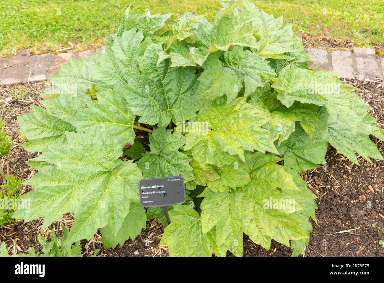 Zurich, Switzerland, April 20, 2023 Rheum Officinale or indian rhubarb plant at the botanical garden Stock Photo