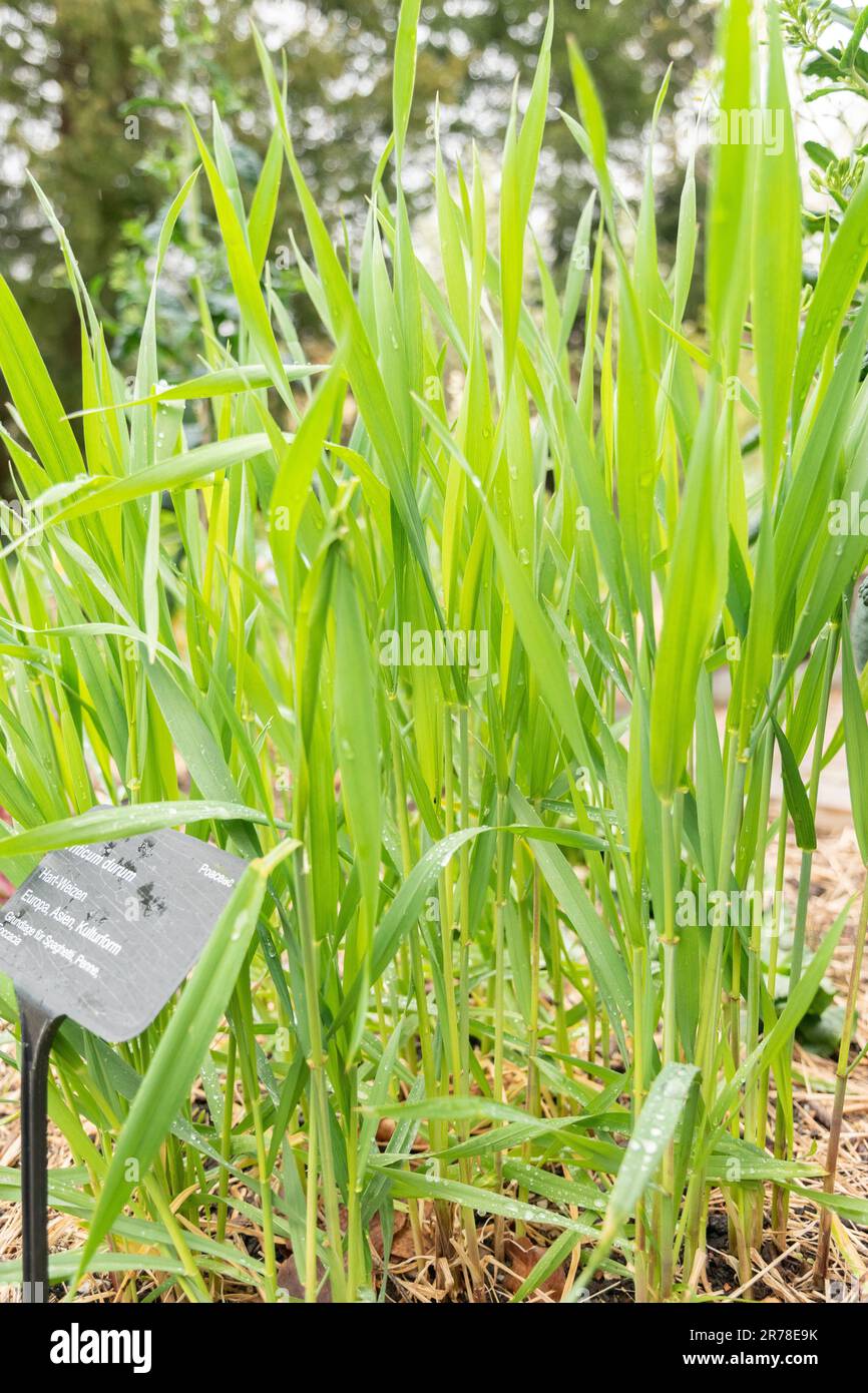 Zurich, Switzerland, April 20, 2023 Triticum Durum or durum wheat at the botanical garden Stock Photo