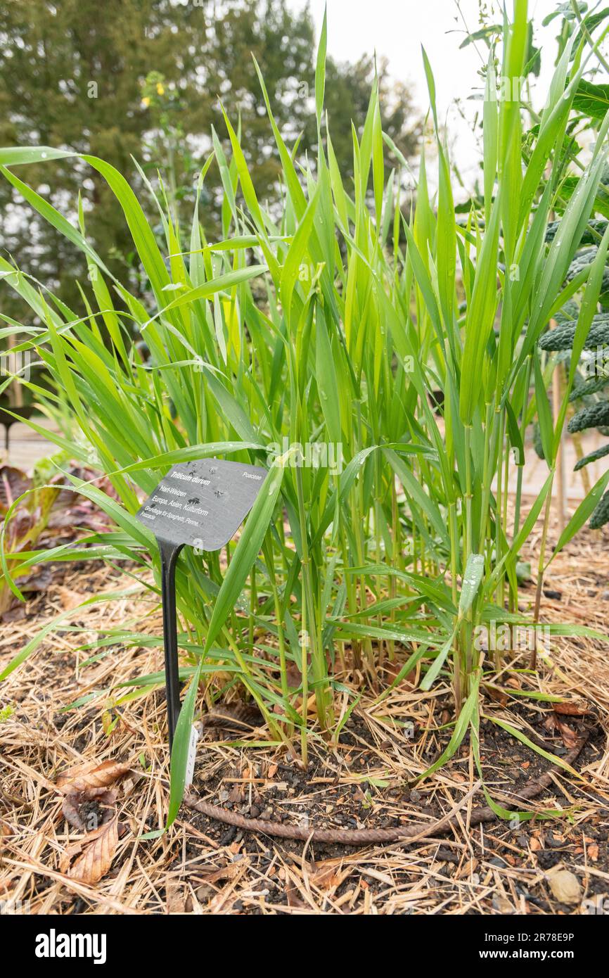 Zurich, Switzerland, April 20, 2023 Triticum Durum or durum wheat at the botanical garden Stock Photo