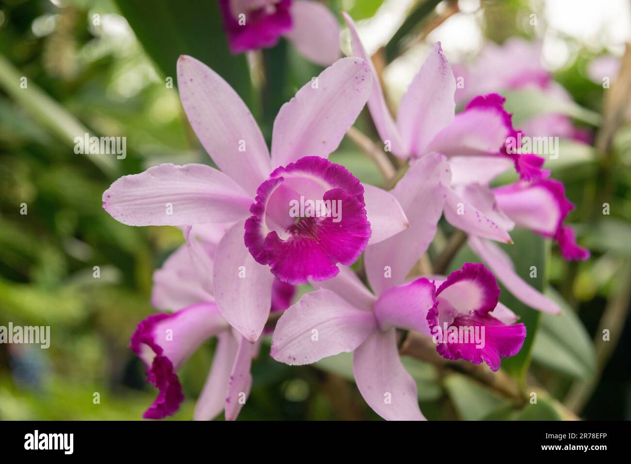 Zurich, Switzerland, April 20, 2023 Cymbidium or orchid flower at the botanical garden Stock Photo