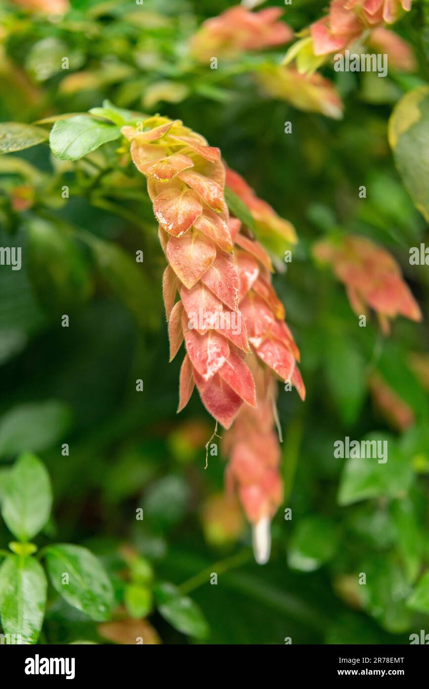 Zurich, Switzerland, April 20, 2023 Justicia Brandegeeana or mexican shrimp plant at the botanical garden Stock Photo