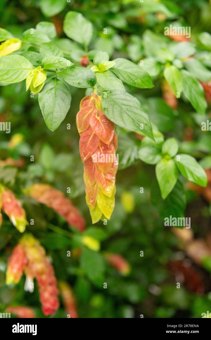 Zurich, Switzerland, April 20, 2023 Justicia Brandegeeana or mexican shrimp plant at the botanical garden Stock Photo