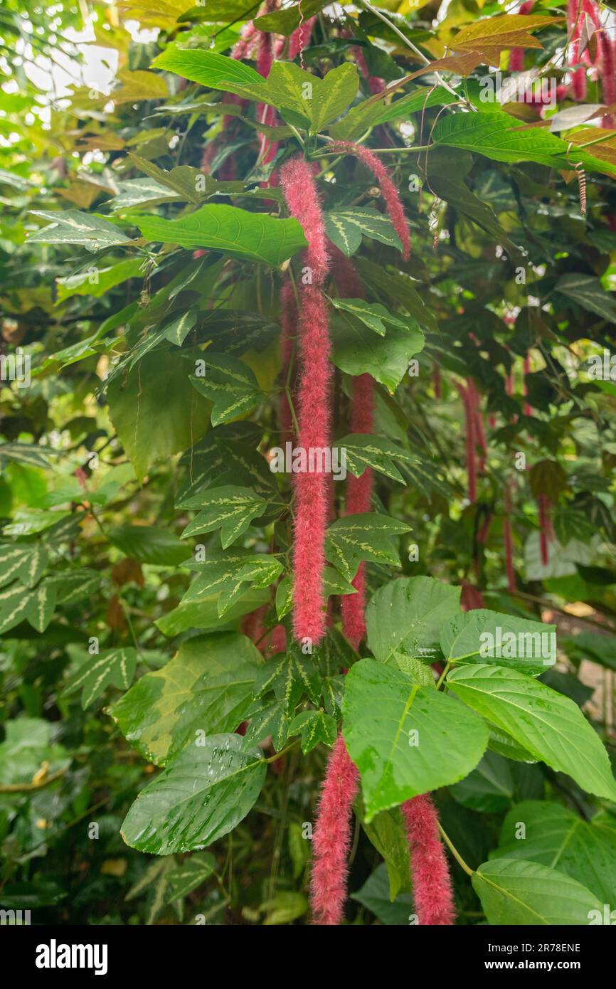 Zurich, Switzerland, April 20, 2023 Acalypha Hispida or chenille plant at the botanical garden Stock Photo