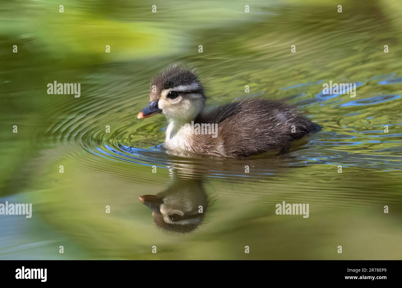 An adorable baby Wood Duck swimming in a softly lit green lake, with its head reflected in the water. Stock Photo