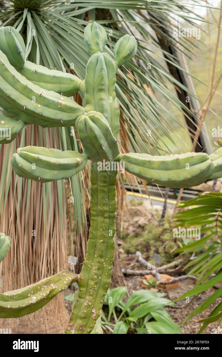 dracaena lemon pflege Lemon Lime Dracaena – Fragrance Plants and Flowers main image 1
