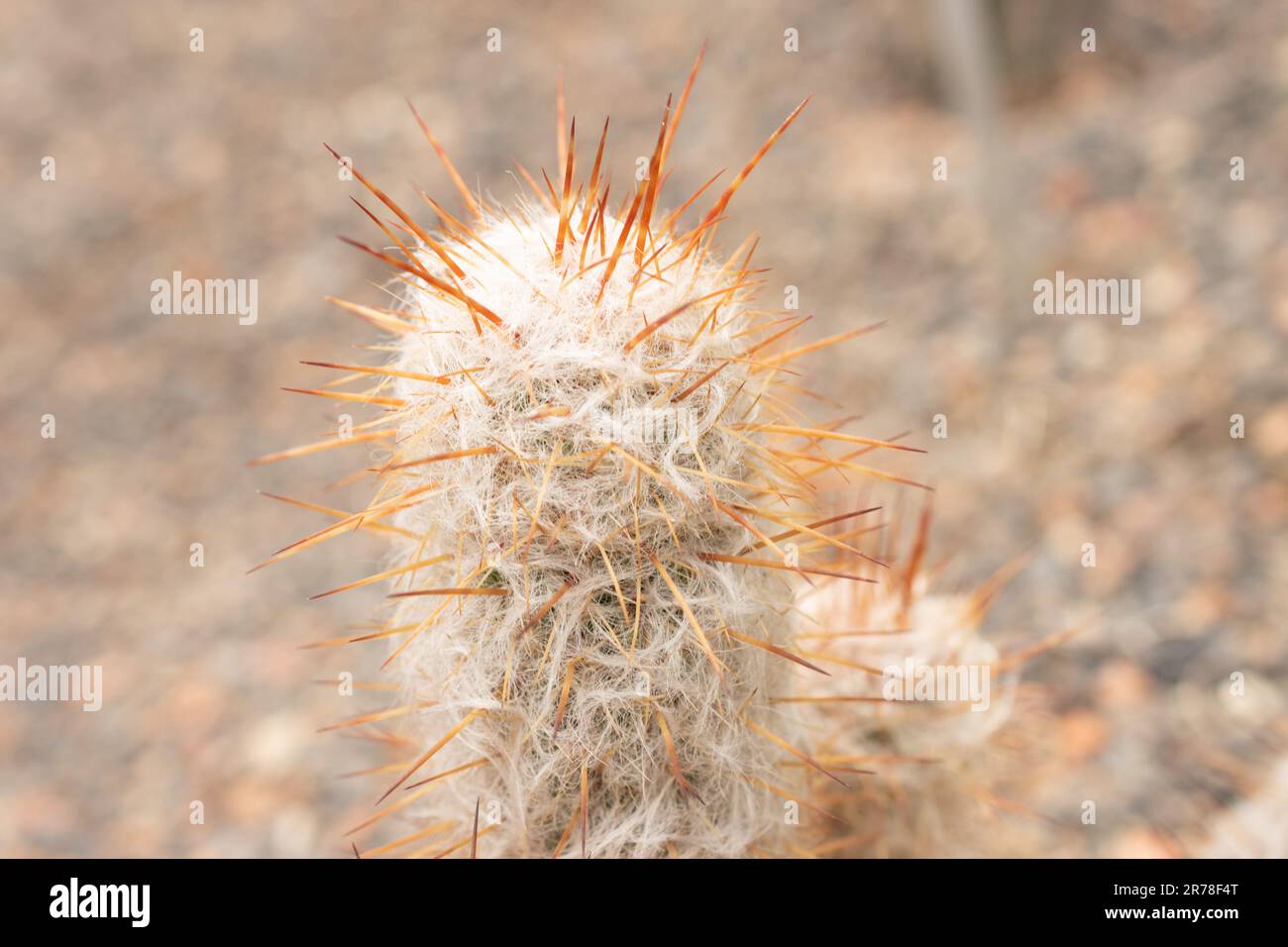 Zurich, Switzerland, April 20, 2023 Oreocereus Celsianus or old man of the mountain cactus at the botanical garden Stock Photo