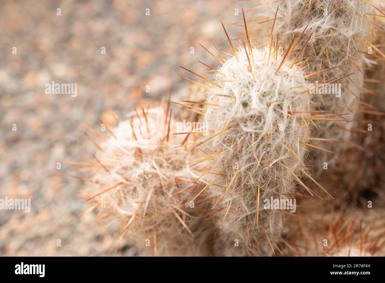 Zurich, Switzerland, April 20, 2023 Oreocereus Celsianus or old man of the mountain cactus at the botanical garden Stock Photo