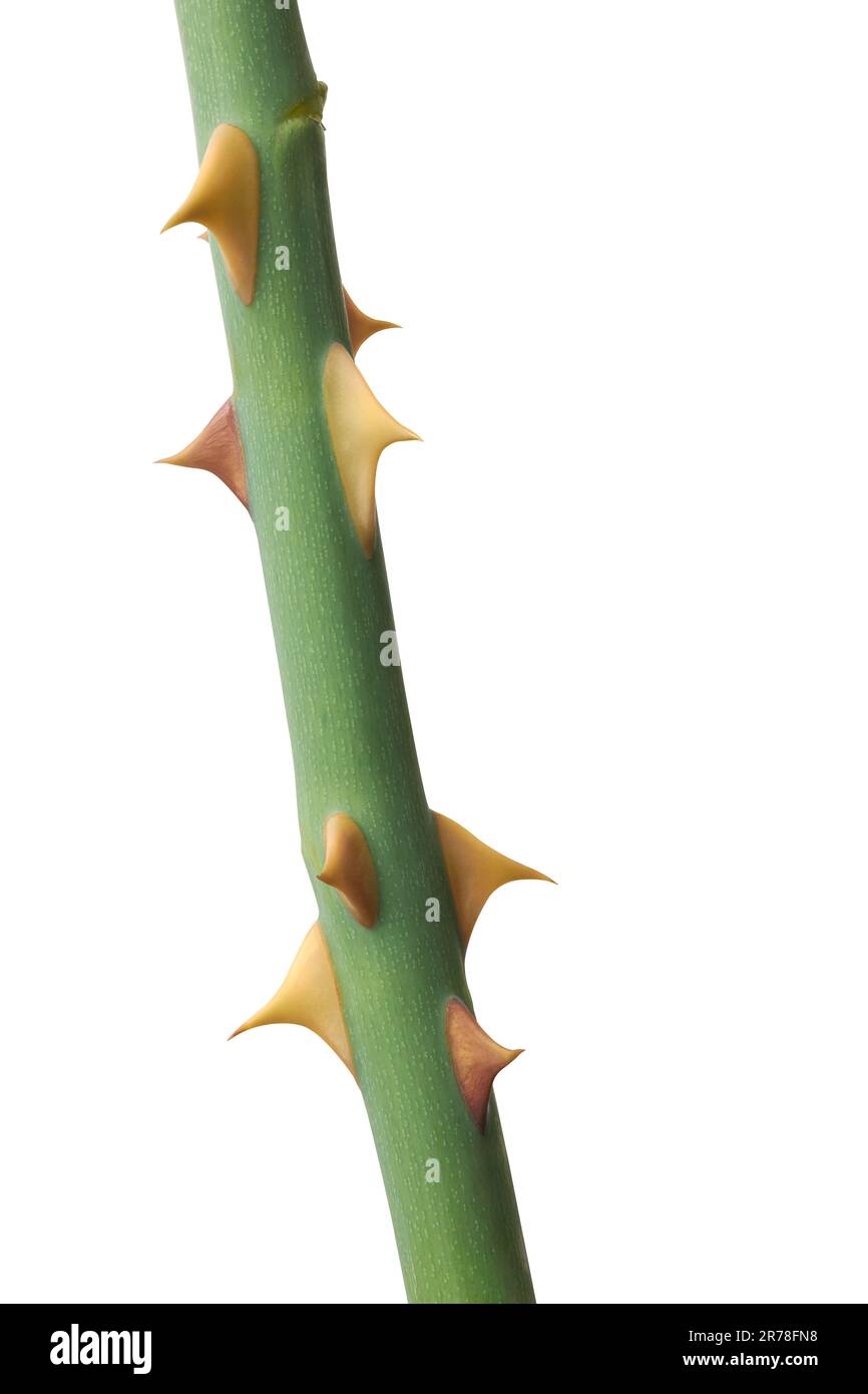 rose plant spikes, aka thorns or prickles, sharp, pointed structures