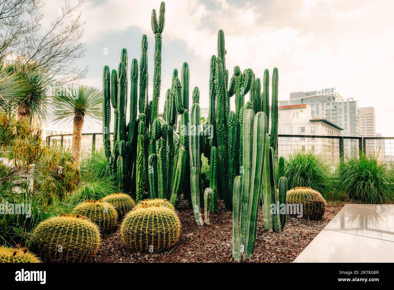 Cactus and city skyline in the background. Huge cactus garden in Downtown  City of Los Angeles, California Stock Photo - Alamy