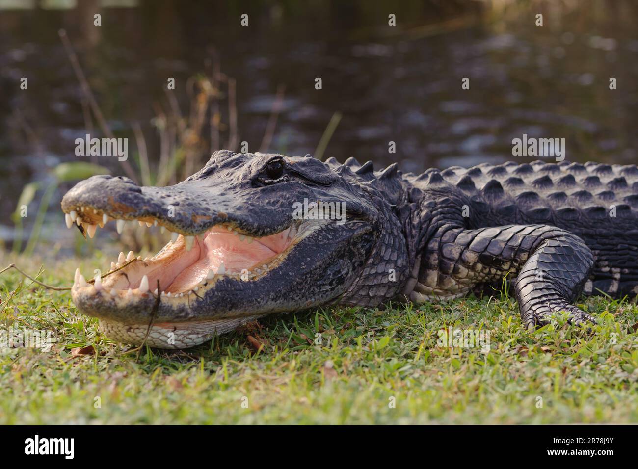 Aggressive alligator in Everglades park in Florida Stock Photo - Alamy