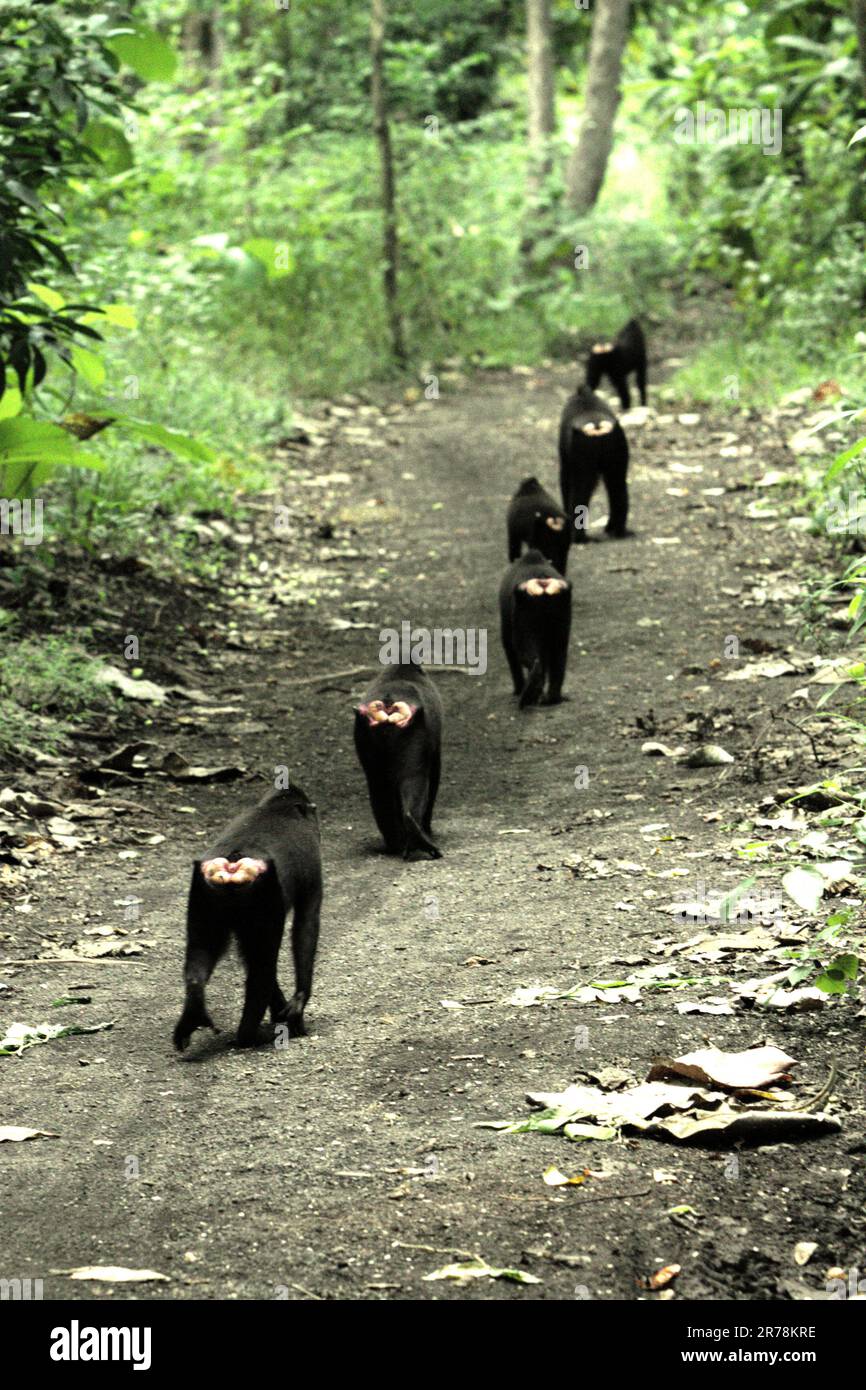 A troop of Sulawesi black-crested macaque (Macaca nigra) walking in line on a dirt road during foraging activity inside the area of Taman Wisata Alam Batuputih (Batuputih Nature Park), located close to Tangkoko Nature Reserve in North Sulawesi, Indonesia. The endemic macaque has a relatively safe habitat in the protected park. However, a database by Oxford Brookes University and experts from around the world has revealed the deadly consequences of networks of roads, traffic, and railways on primate populations globally. Stock Photo