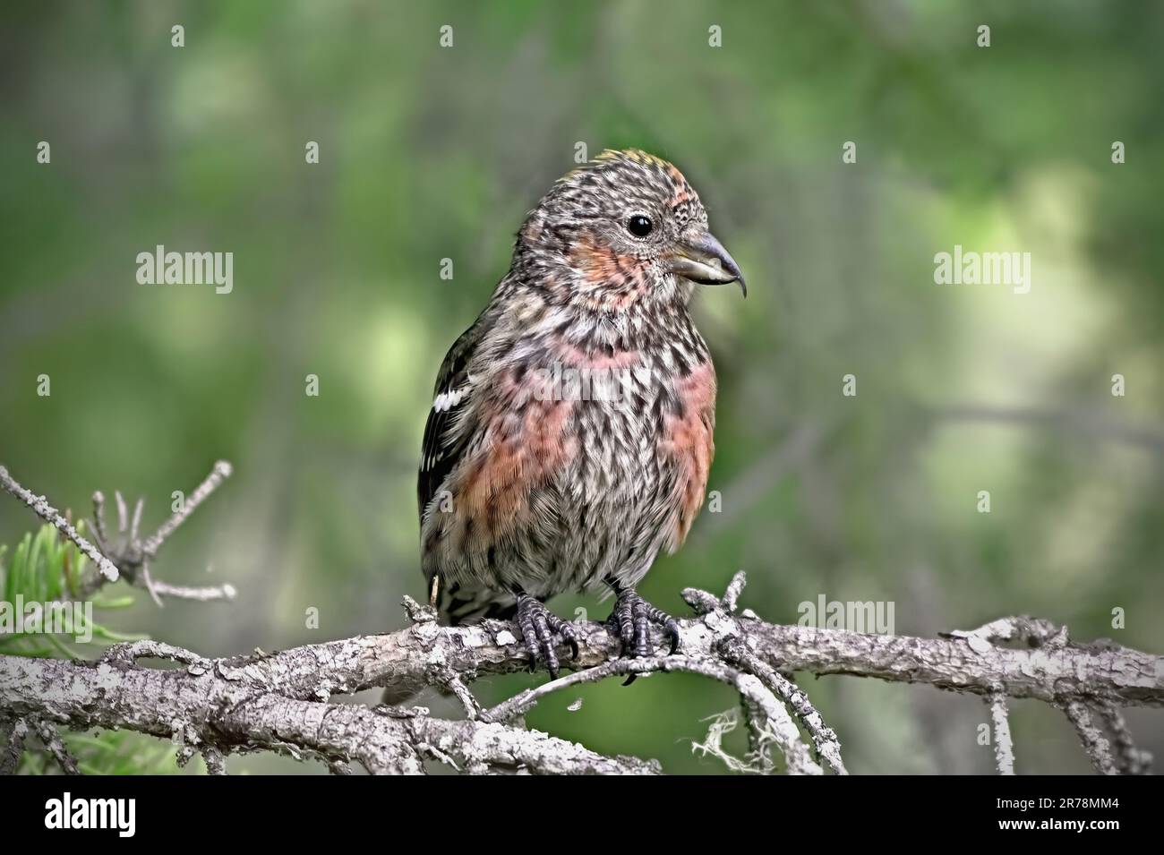 An immature white-winged crossbill  "Loxia leucoptera", perched on a dead tree branch Stock Photo