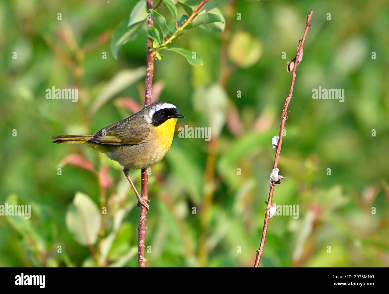 A Common Yellow-throat Warbler'Geothlypis trichas', perched on a willowbranch in his woodland habitat Stock Photo
