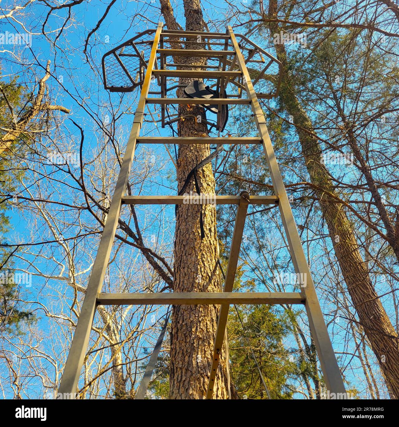 A metal, ladder style deer stand is set up on a tree in the woods. Stock Photo