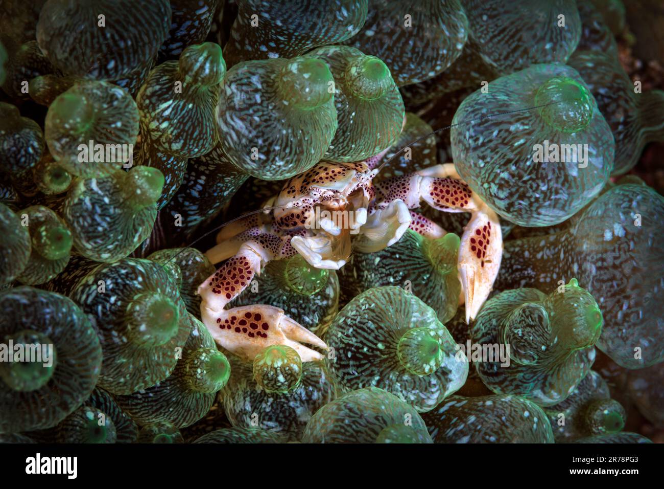 A porcelain crab finding safety within the tentacles of a green bubble tip anemone Stock Photo