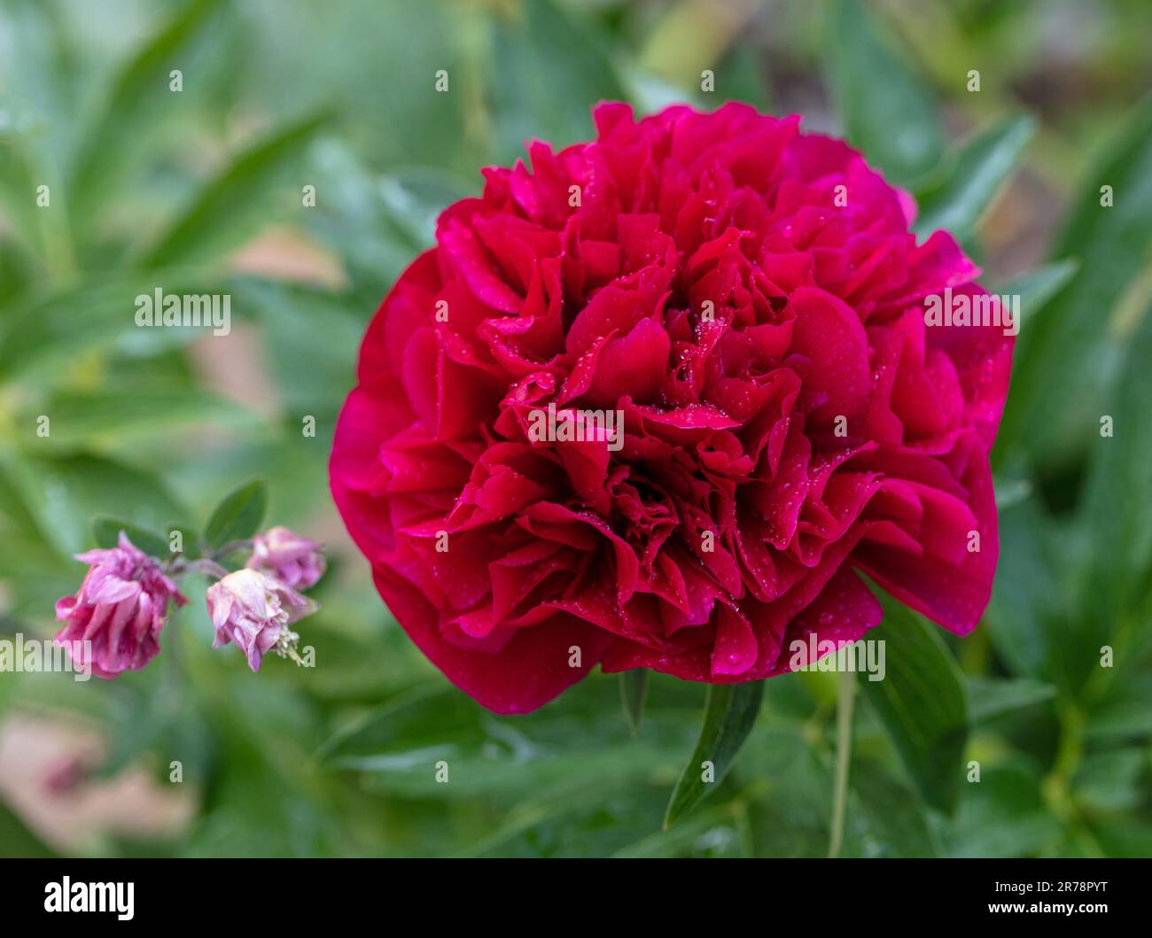 'Rubra Plena' Garden peony, Bondpion (Paeonia x festiva) Stock Photo