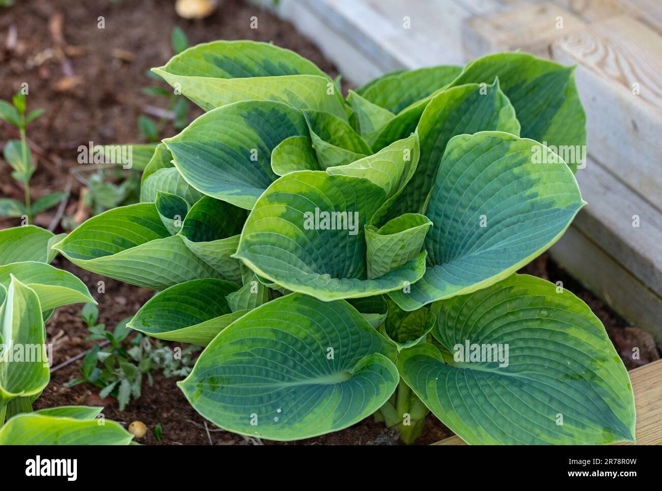 'Frances Williams, Aureomarginata, Eldorado, Yellow Edge' Gold-edged plantain lily, Daggfunkia (Hosta sieboldiana) Stock Photo