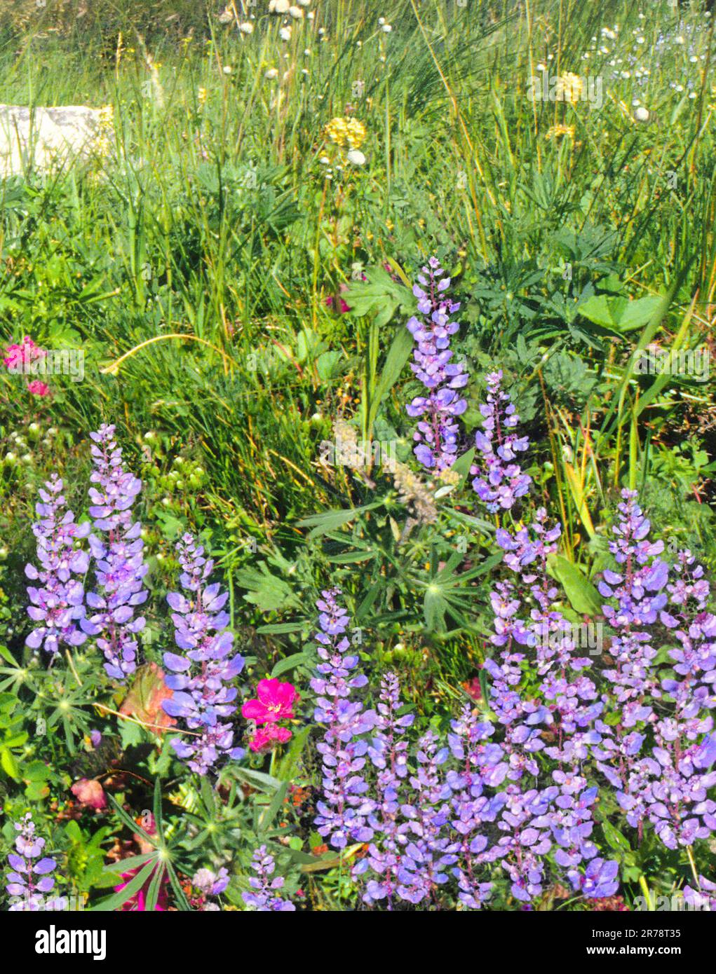 Montana Glacier National Park wildflowers growing in the wilderness. Many Glacier Valley alpine wildflower field. Lupine wildflower. Stock Photo