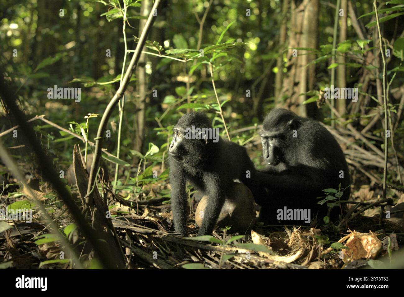 A young crested macaque (Macaca nigra) is being groomed by an older individual in Tangkoko forest, North Sulawesi, Indonesia. Climate change may reduce the habitat suitability and geographic distribution of primate species, according to scientists. Stock Photo