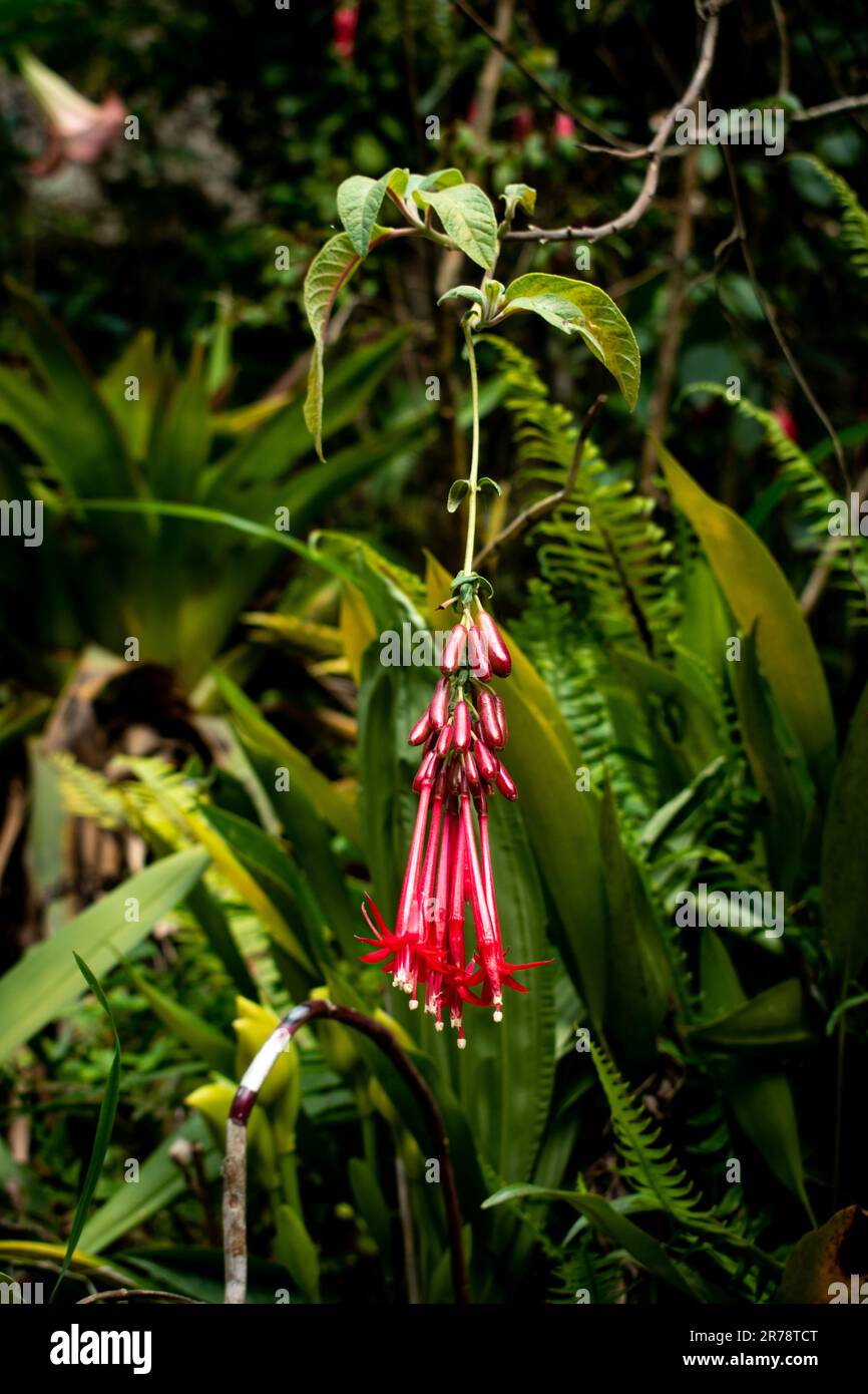 Plants of the Andes Stock Photo - Alamy