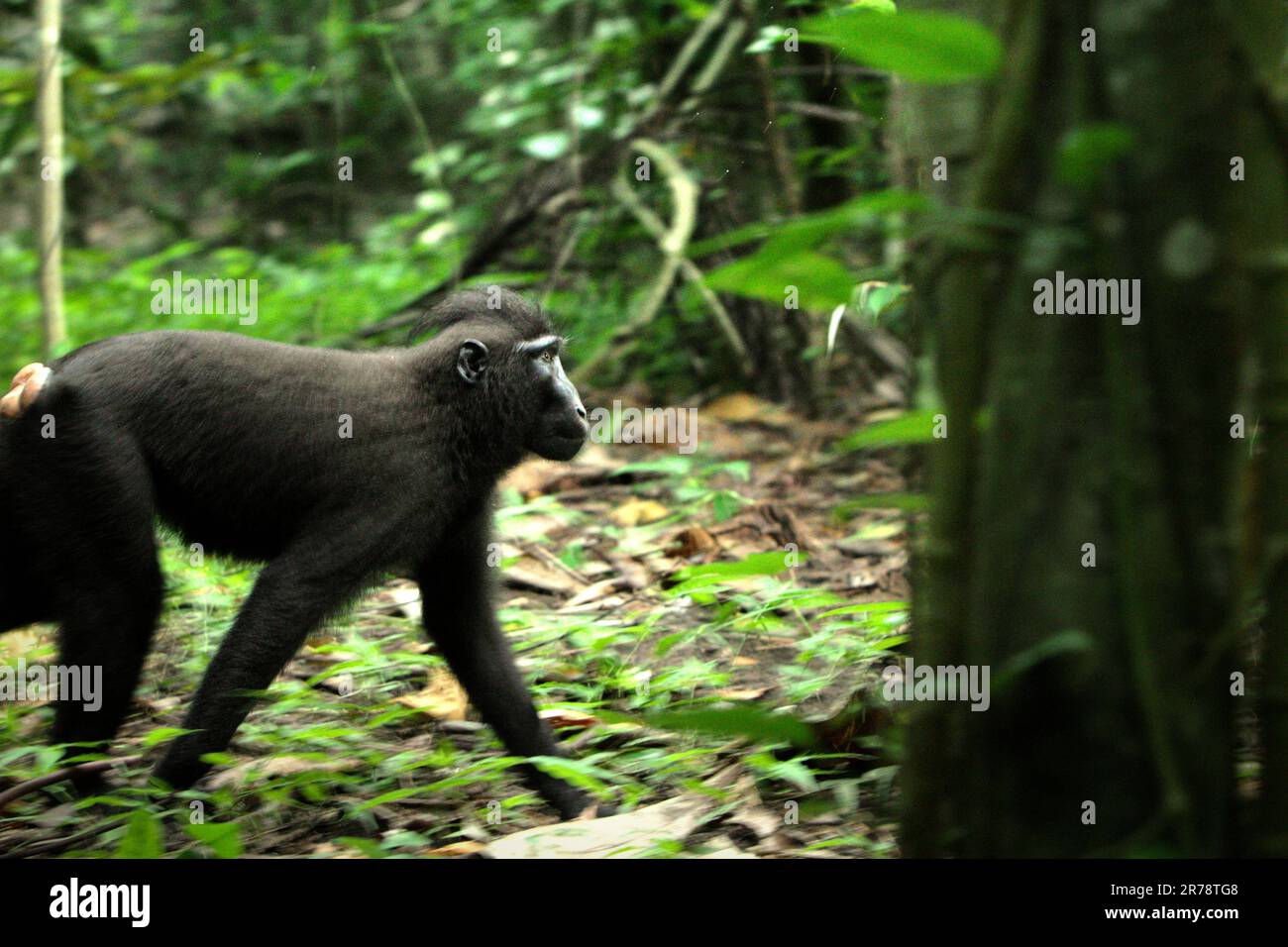 A Celebes crested macaque (Macaca nigra) is moving on the ground in Tangkoko forest, North Sulawesi, Indonesia. Climate change may reduce the habitat suitability and geographic distribution of primate species, according to scientists. Stock Photo