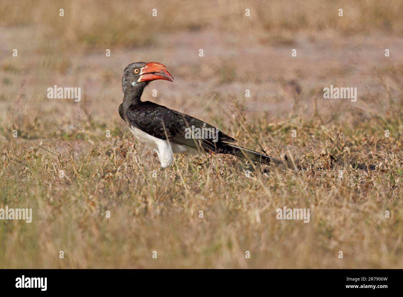 Crowned Hornbill, South Luangwa, Zambia, April 2023 Stock Photo