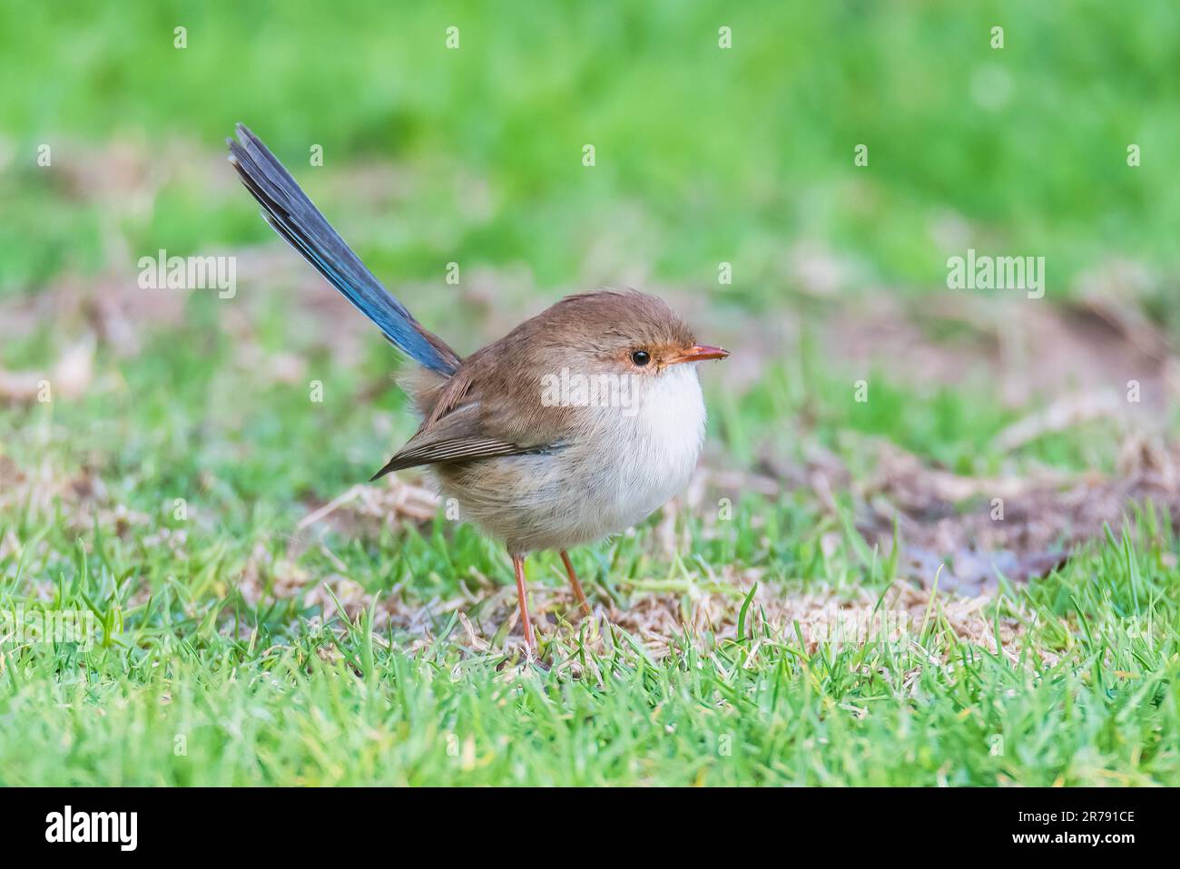 The Variegated Fairywren is found in coastal southeastern Australia. Spotted in Eden on the South Coast of NSW, Australia. Stock Photo