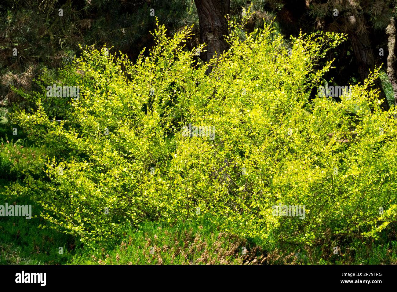 Betula nana Dwarf Birch, Betula nana 'Golden Treasure' Stock Photo