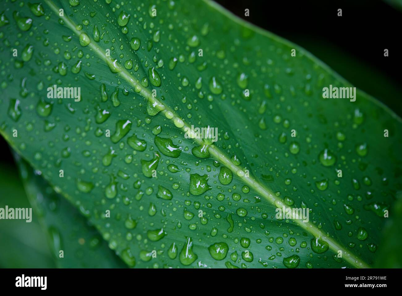 Raindrops on green leaves close hi-res stock photography and images - Alamy