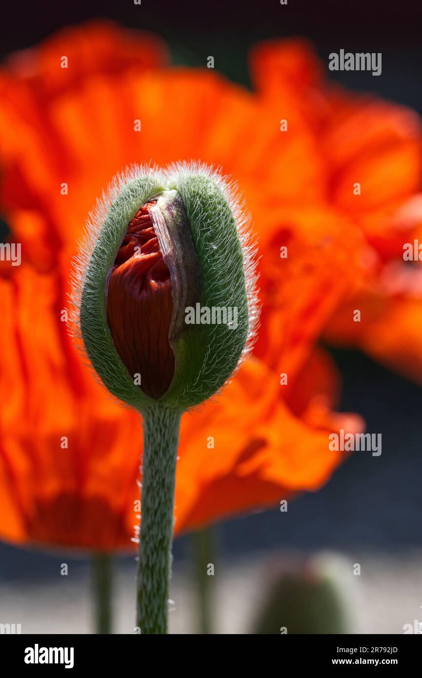 Poppy bud with selective focus Stock Photo