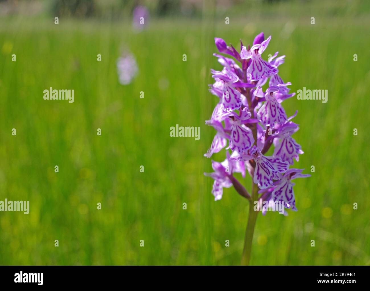 A rare orchid grows in Springendal, the Netherlands. It is the heath spotted-orchid or Dactylorhiza maculata Stock Photo